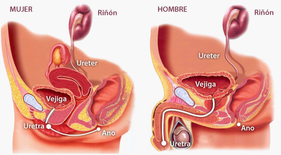 gráfica que muestra las diferencias anatómicas en el tracto urinario de mujeres y hombres, ayuda a comprender por qué las mujeres tienen más infecciones urinarias